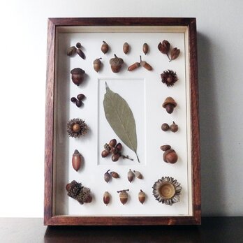 ドングリの標本函