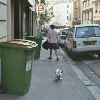 【額付写真】犬も歩けば。の画像