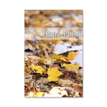 1193)紅葉、黄葉の葉たち　　　ポストカード5枚組　の画像