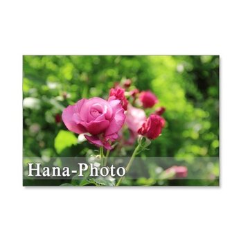 1195) ピンクのバラシリーズ　　ポストカード5枚組 2の画像