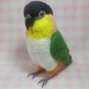 リアルサイズ♪ ズグロシロハラインコ 　中型インコ羊毛フェルト 羊毛インコ　受注作成　羊毛フィギュア　メモリアル　工房小鳥屋さんの画像