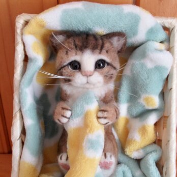 ほんのり癒しの子猫ちゃん　の画像