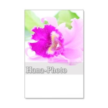 1201) 洋蘭1　　ポストカード5枚組　の画像