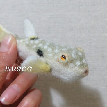 羊毛フグ（クサフグ）