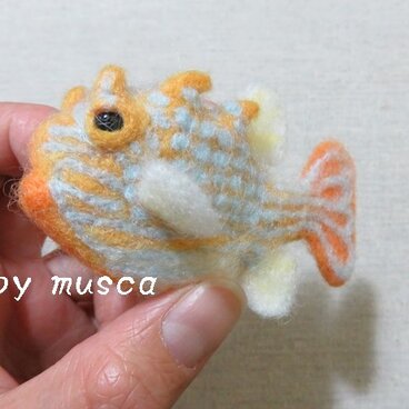 羊毛フグ（オルネイトカウフィッシュ）