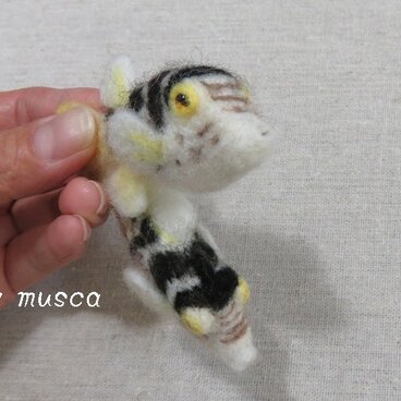 羊毛フグ（ノコギリハギ）