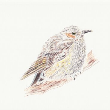 ヒヨドリのポストカード　★１セット4枚入り