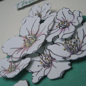 サンキューカード ２Lサイズ◇オフ白色【染井吉野】