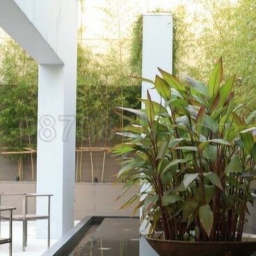 ★送料無料★緑の植物の写真「癒し」