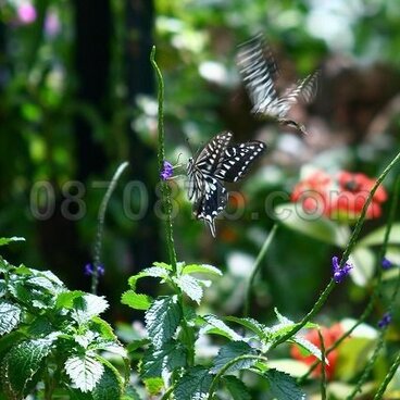 ★送料無料★蝶の写真「舞」