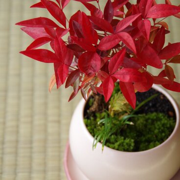 ナンテンの盆栽　【陶芸家作盆栽鉢】受皿付