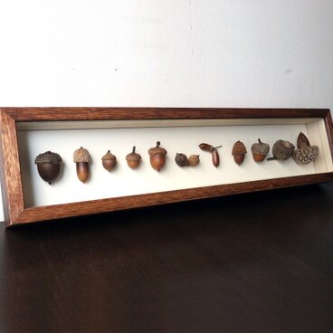 ドングリの標本函