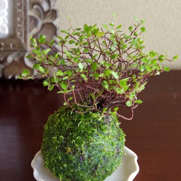 ワイヤープランツの苔玉