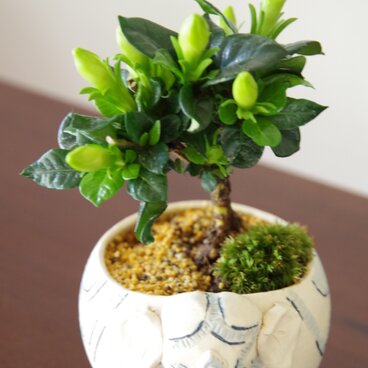 クチナシの盆栽　【陶芸家作盆栽鉢】