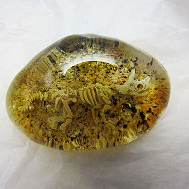 恐竜化石　トリケラトプス