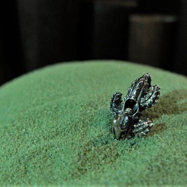 サバクシマセゲラ