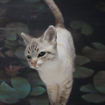 とびねこ /  シャムミックス