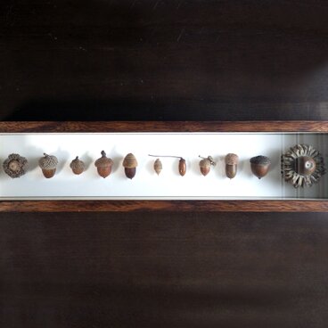 ドングリの標本函