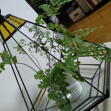 テラリューム　黄