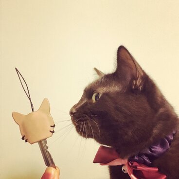 たち耳ねこのキーカバー