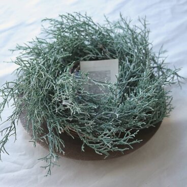 ブルーアイのリース