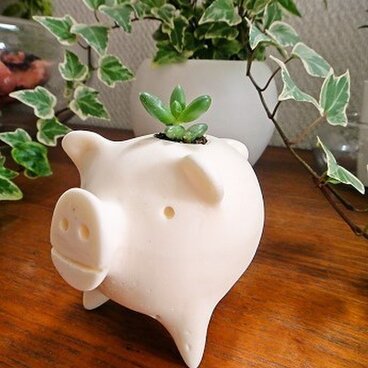 多肉植物ブタ（幸運の３本足ブタ）