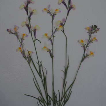 押し花　金魚草　キンギョソウ　 葉っぱ付き　素材　花材　アクセサリー　ハーバリウム　キャンドル　レジン　金魚　夏