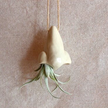 鼻のエアープランツ壁掛け（小：アイボリー）