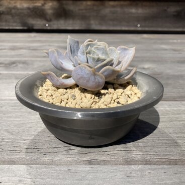 鉄の丸鉢 2個セット