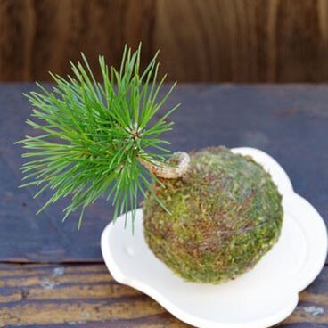 クロマツの苔玉【陶芸作家作 1点物器付き】