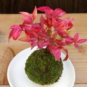 ナンテンの苔玉