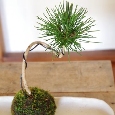 クロマツの苔玉