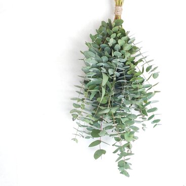 【農家直送品】摘みたてユーカリのフレッシュ・スワッグ