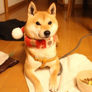 X’masにもおすすめ♪ わんこマフラ～♪【レッド】