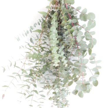 【農家直送品】大振り枝のユーカリ・スワッグ／送料無料(※沖縄を除く)