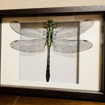 額装済み切り絵作品・とんぼ