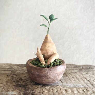 6423.bud ガジュマル 抜け出せない