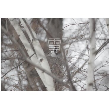 ＃１９７８ シマエナガの写真 ハガキサイズ　