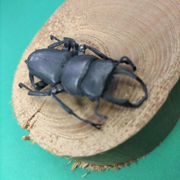 コクワガタ