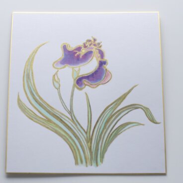 【日本画】花菖蒲_色紙に描く（横24cmx縦27cm）