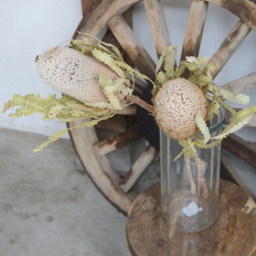 バンクシア フーケリアーナ2本+シンプルフラワーベース