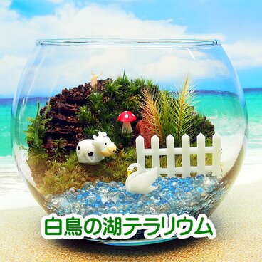 【苔テラリウム・手作りキット一式】牛と白鳥の湖288