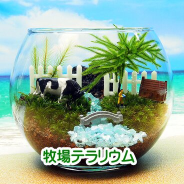 牧場【苔テラリウム・手作りキット一式】コウヤノマンネングサ