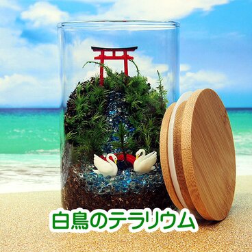 白鳥【苔テラリウム・手作りキット一式】キャニスター