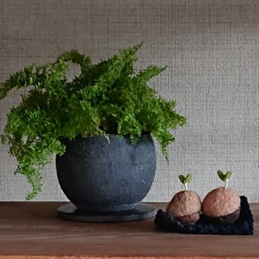 【あかみ様専用】クルミの芽 2コセット