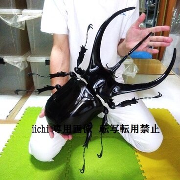 コーカサスオオカブト　MEGA・BIG　リアルフィギュア