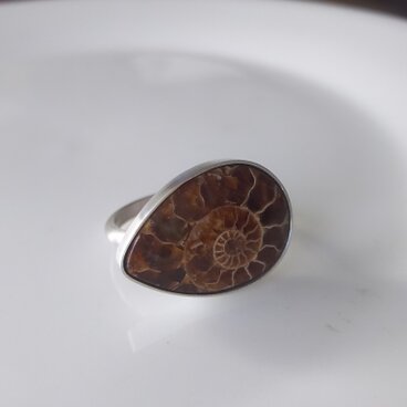 リング・アンモナイト