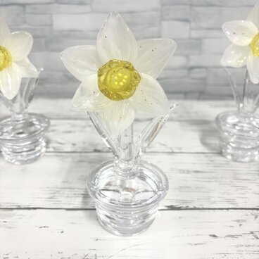 1月の鉢植え　スイセン