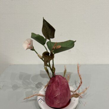 クレイの花(粘土).さつまいもの花