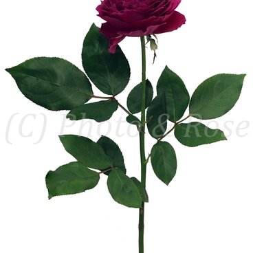 バラのポストカード　アートリーク・ローズ